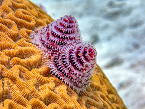 Spirobranchus giganteus, Christmas tree worms photo