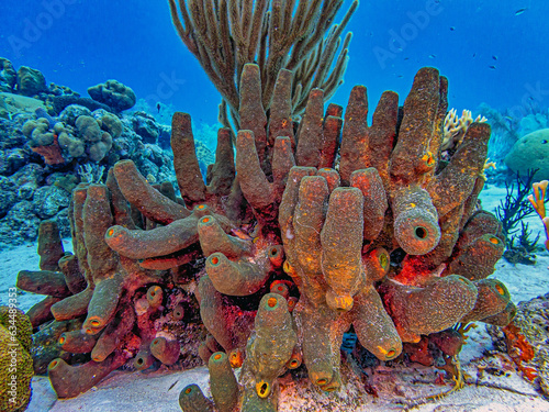 Caribbean coral garden