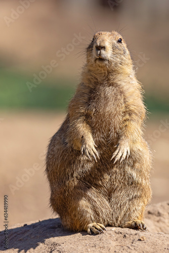 piesek preriowy, nieświszczuk (Cynomys ludovicianus) photo