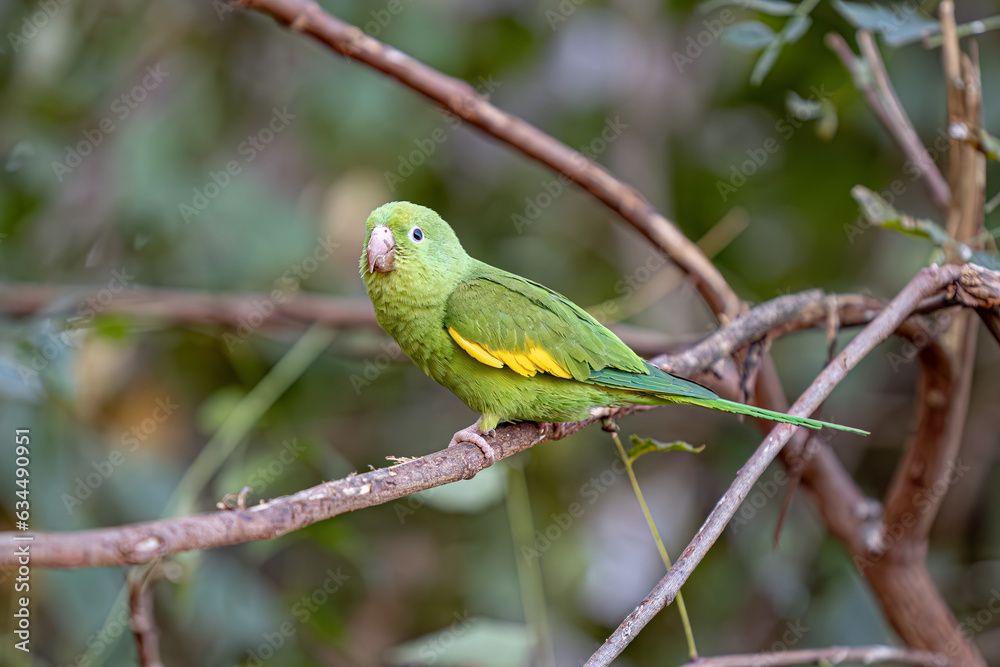 Yellow chevroned Parakeet Yellow chevroned Parakeet
