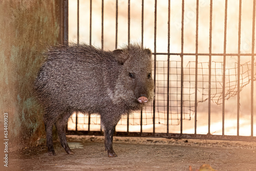 Animal Collared Peccary photo