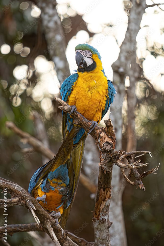 Adult Blue-and-yellow Macaw