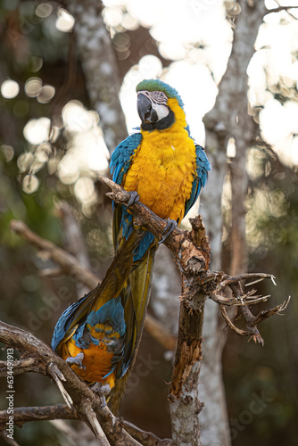 Adult Blue-and-yellow Macaw