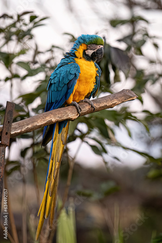 Adult Blue-and-yellow Macaw © ViniSouza128