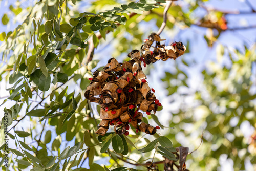 Saga Tree Seeds
