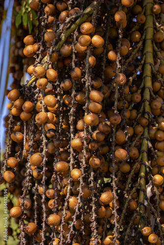 fruits of the buriti palm photo