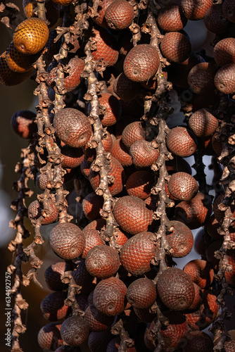 fruits of the buriti palm tree photo