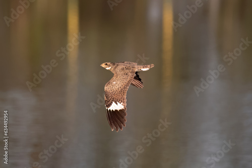 Animal Nacunda Nighthawk in fly photo