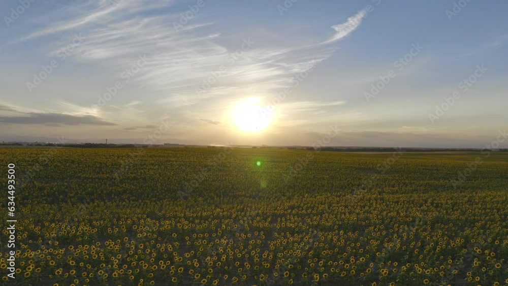 Beautiful field of sunflowers at sunset with passenger plane taking of in the distance from Denver International Airport (4K HDR ProRes drone footage)