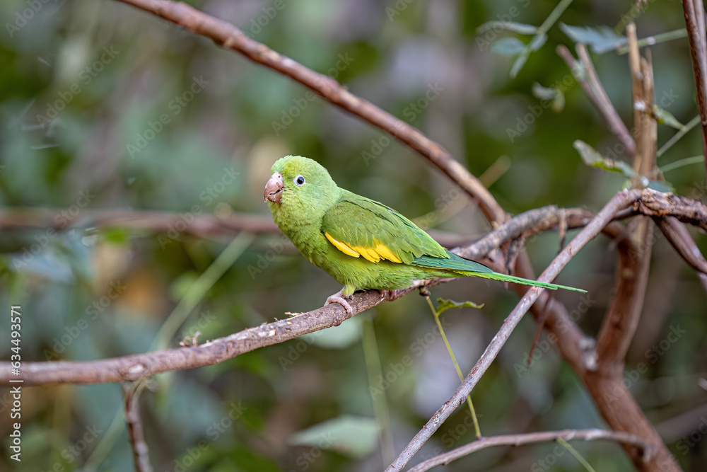 Yellow chevroned Parakeet