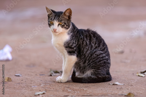 Small domestic cat © ViniSouza128
