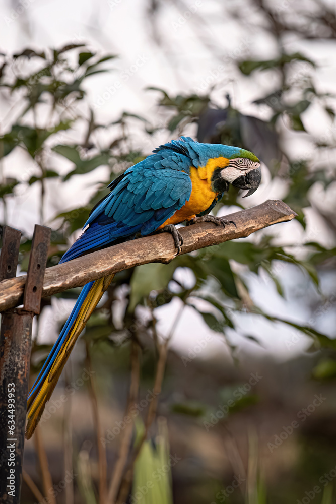 Obraz premium Adult Blue-and-yellow Macaw
