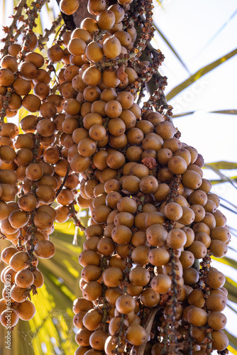 fruits of the buriti palm photo