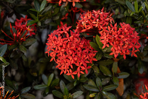 Red Jungle Flame Plant Flower photo