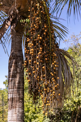 fruits of the buriti palm photo