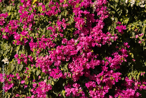 Fotografia ornamental plant flowers