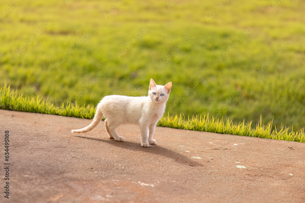 abandoned cat mammal feline animal abandoned cat mammal feline animal