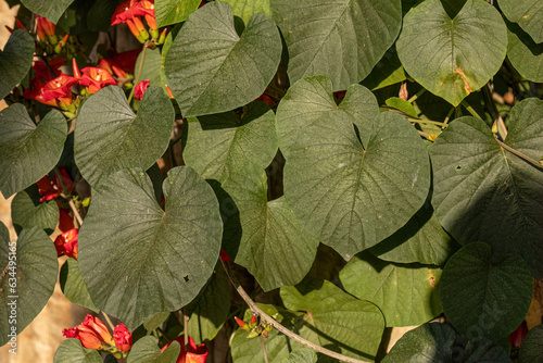 Flowering Angiosperm Plant photo