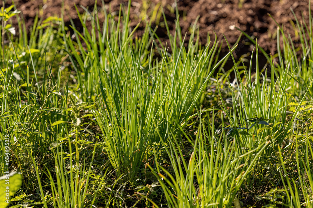 Welsh Onion Plant