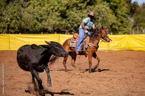 cow roping in equestrian sport of team roping © ViniSouza128