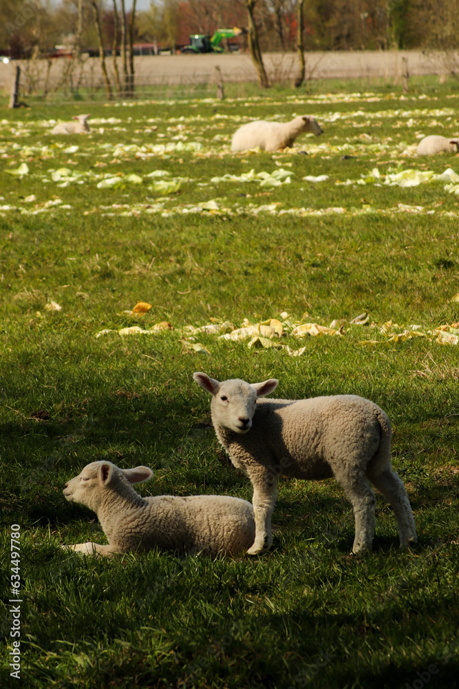 Fototapeta premium sheep and lamb