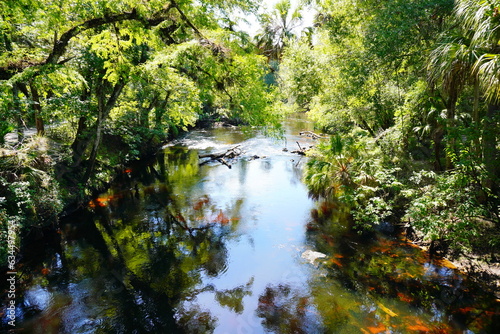 Fototapeta Naklejka Na Ścianę i Meble -  Hillsborough river state park at Tampa, Florida	