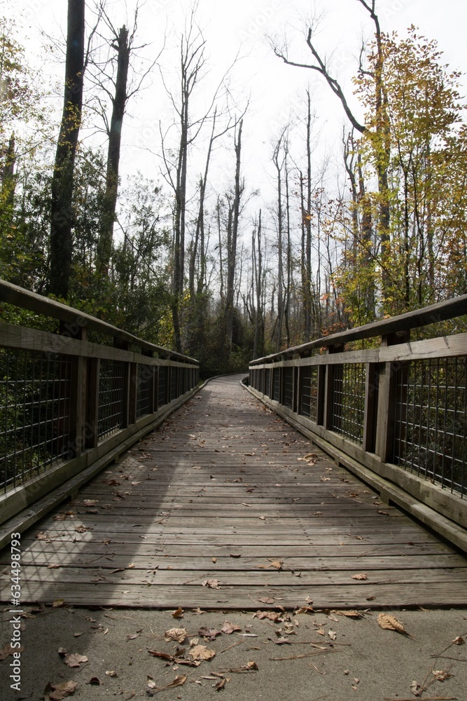 wooden bridge in the woods