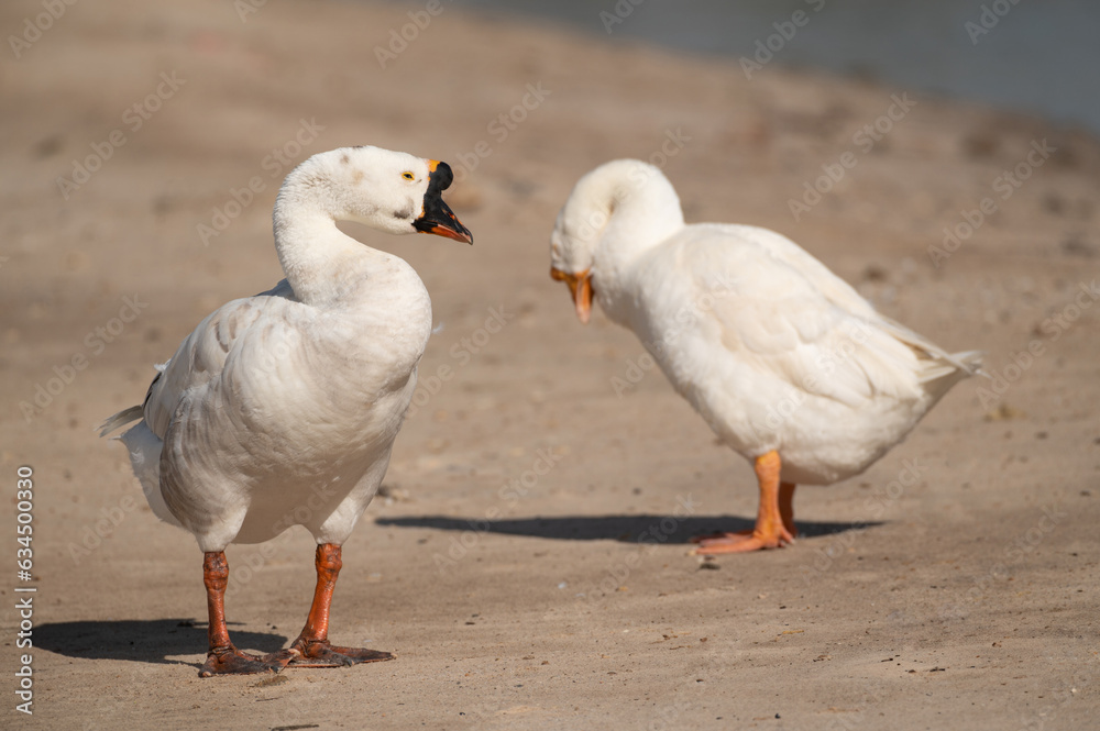 Geese are cleaning themselves.Selective focus on geese. Geese are cleaning themselves.Selective focus on geese.