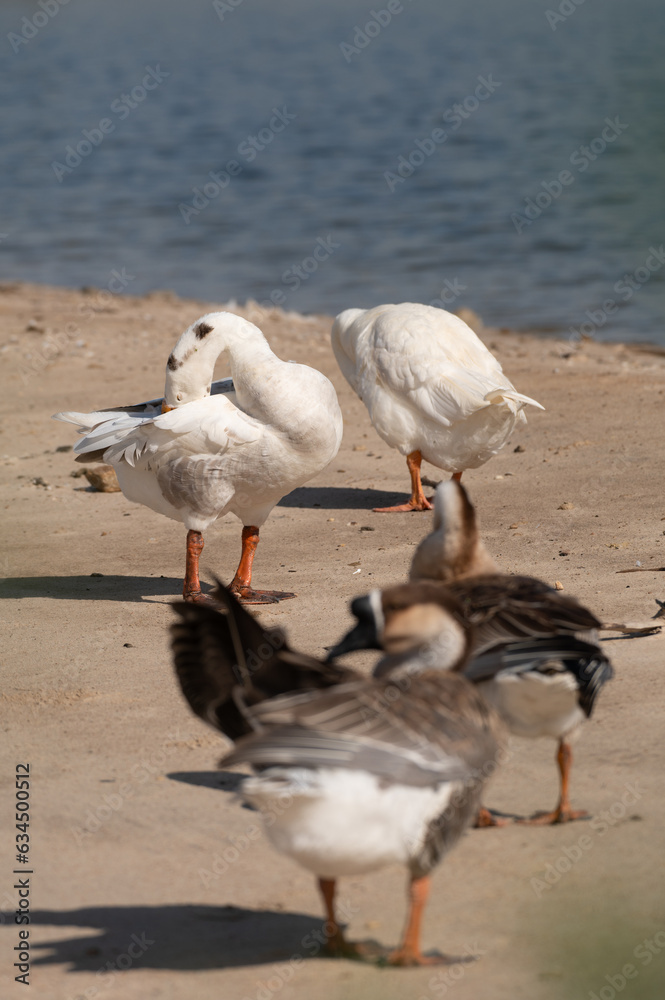 Geese are cleaning themselves.Selective focus on geese. Geese are cleaning themselves.Selective focus on geese.