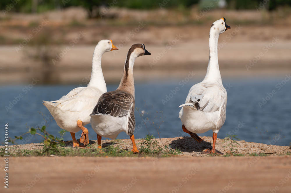 White goose and swan goose are finding food.Selective focus. White goose and swan goose are finding food.Selective focus.