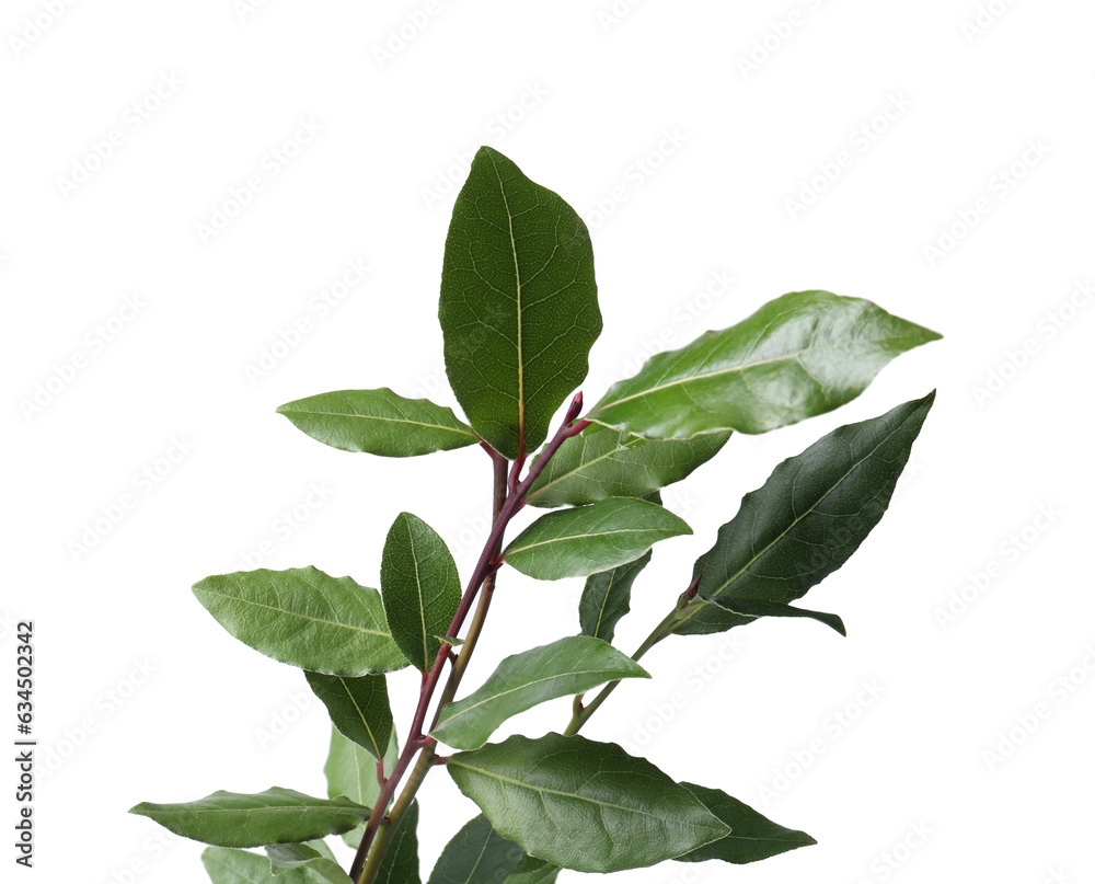 Naklejka premium Branch of fresh bay leaves on white background