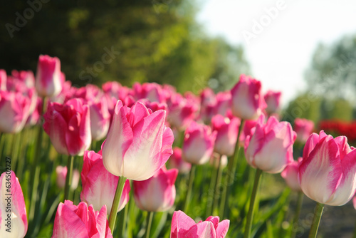 Fototapeta Naklejka Na Ścianę i Meble -  Beautiful pink tulip flowers growing in field on sunny day, closeup