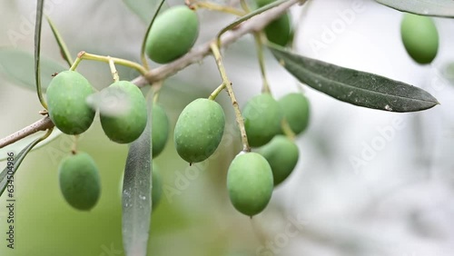 Gemlik trilye raw olive fruit. Turkiye. Olive tree photo