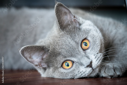 Portrait of a British Shorthair Cat