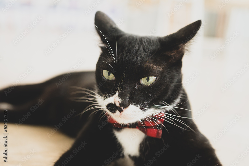 Black and white cat sitting and looking at camera, cute pet at home Black and white cat sitting and looking at camera, cute pet at home
