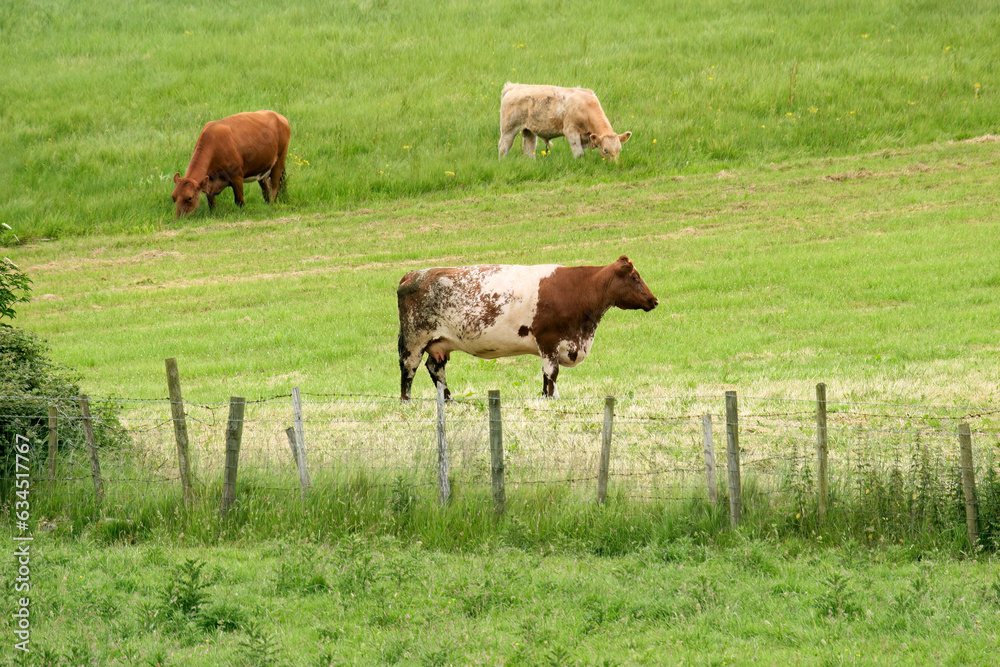 Cows grazing on lush green pasture of a rural farm, Ireland. Cows grazing on lush green pasture of a rural farm, Ireland.