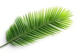 Leaves of coconut tree isolated on white background