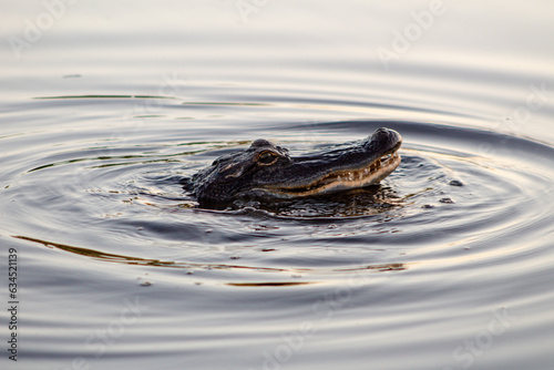 Alligator in water 