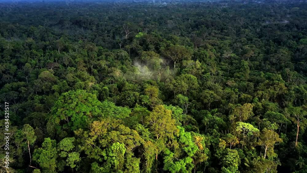 Sun rays illuminate the canopy of the Amazon Rainforest. Sun rays illuminate the canopy of the Amazon Rainforest.