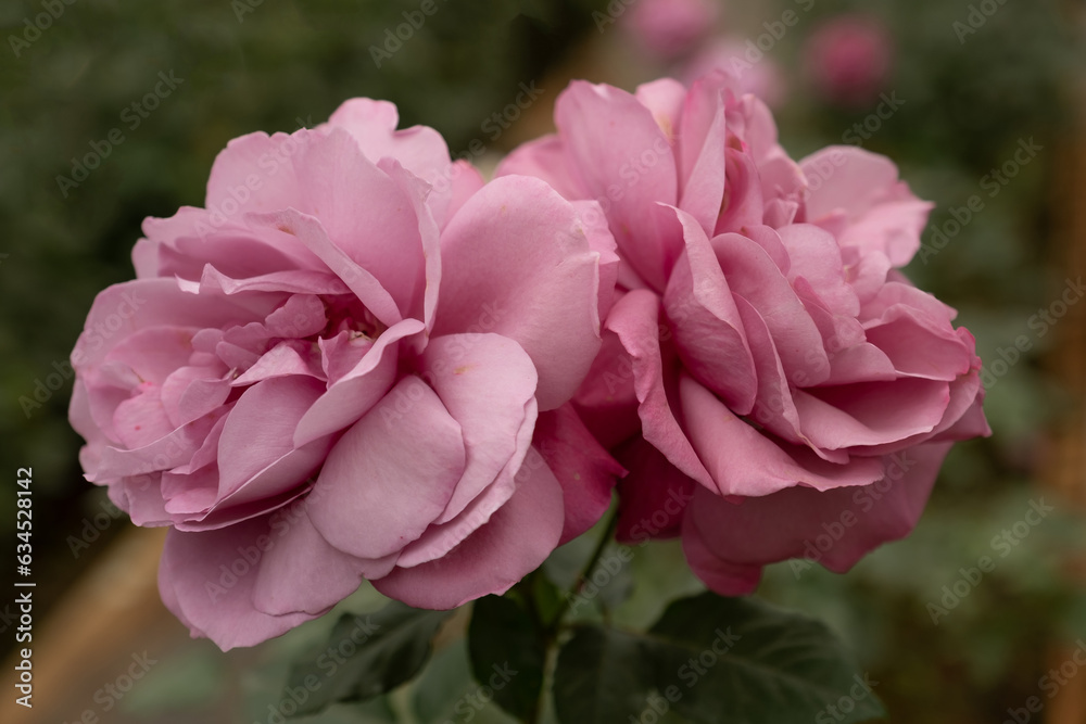 pink rose in flower garden