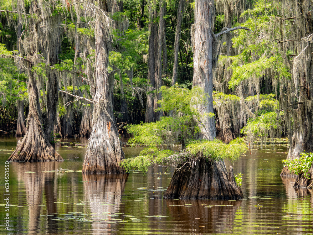 Sunny view of many bald cypress in Caddo Lake State Park