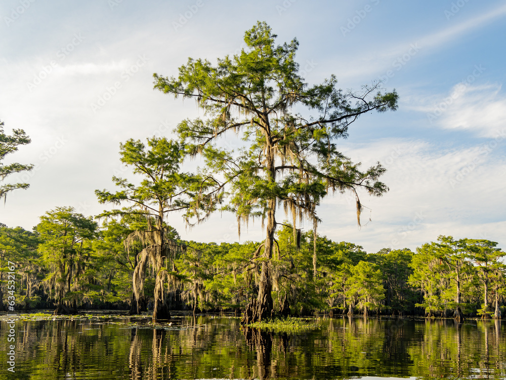 Sunny view of many bald cypress in Caddo Lake State Park Sunny view of many bald cypress in Caddo Lake State Park