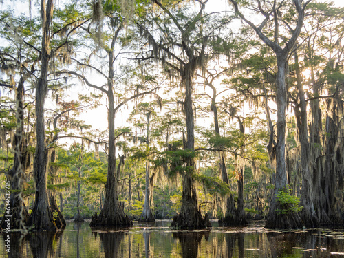 Sunny view of many bald cypress in Caddo Lake State Park photo