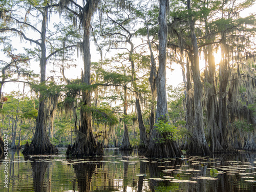 Sunny view of many bald cypress in Caddo Lake State Park photo