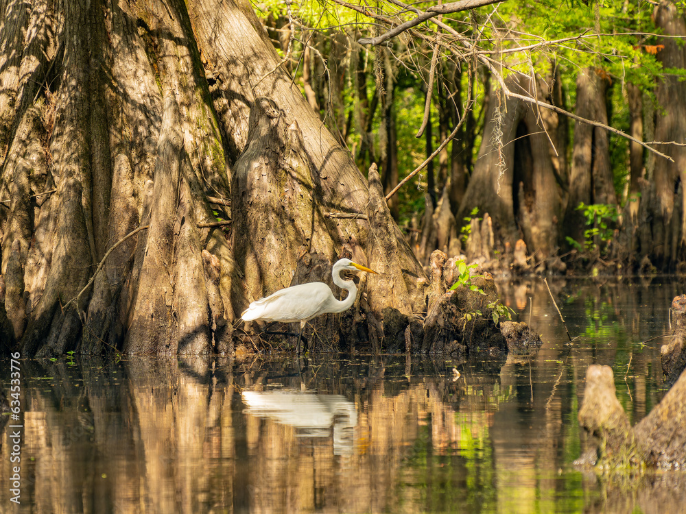 Close up shot of Great egret in Caddo Lake State Park