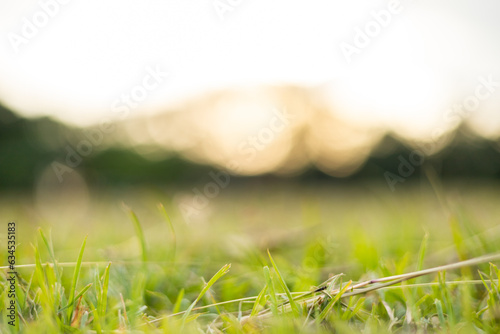 blurred grass background image Circular bokeh from sunset light