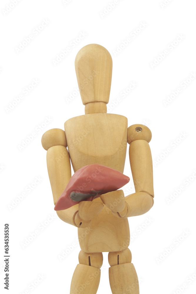 Mannequin holds human liver isolated on white. Organs donation concept. Mannequin holds human liver isolated on white. Organs donation concept.