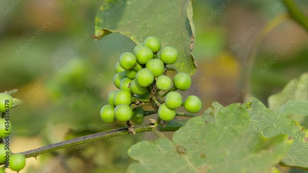 plant commonly known as jurubeba a nightshade common in Brazil plant commonly known as jurubeba a nightshade common in Brazil