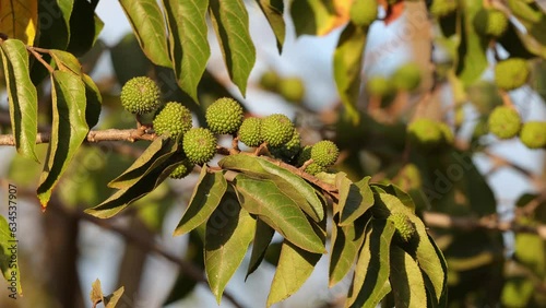 West Indian Elm Plant