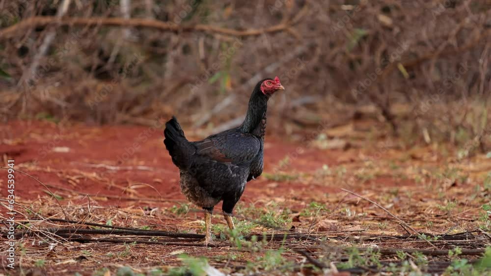 chicken farm animal on the ground